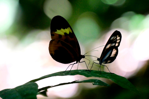 Two ithomiine butterflies (left: Hypothyris anastasia, right: Hypoleria sarepta) at Yasuni National Park, Ecuador